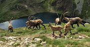 07 In compagnia degli stambecchi